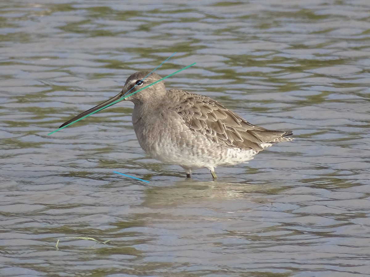 Long-billed Dowitcher - ML612153000