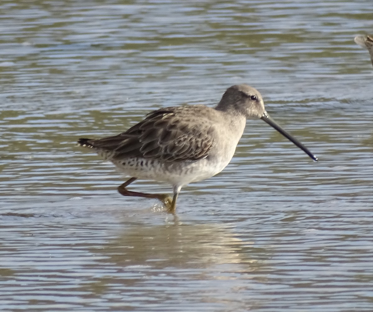 Long-billed Dowitcher - ML612153001