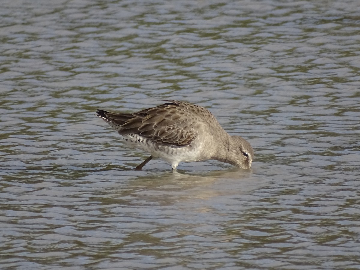 Long-billed Dowitcher - ML612153006