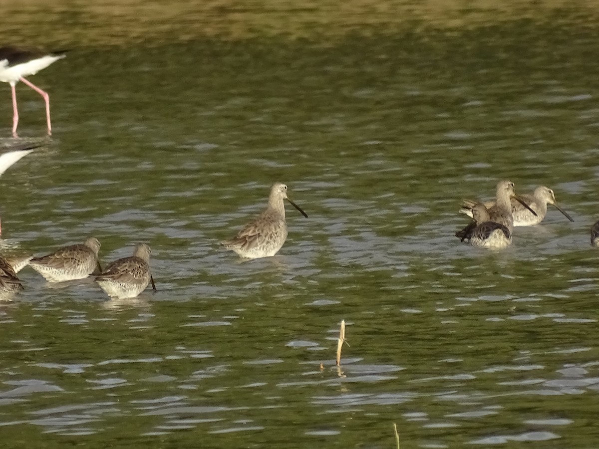 Long-billed Dowitcher - ML612153007