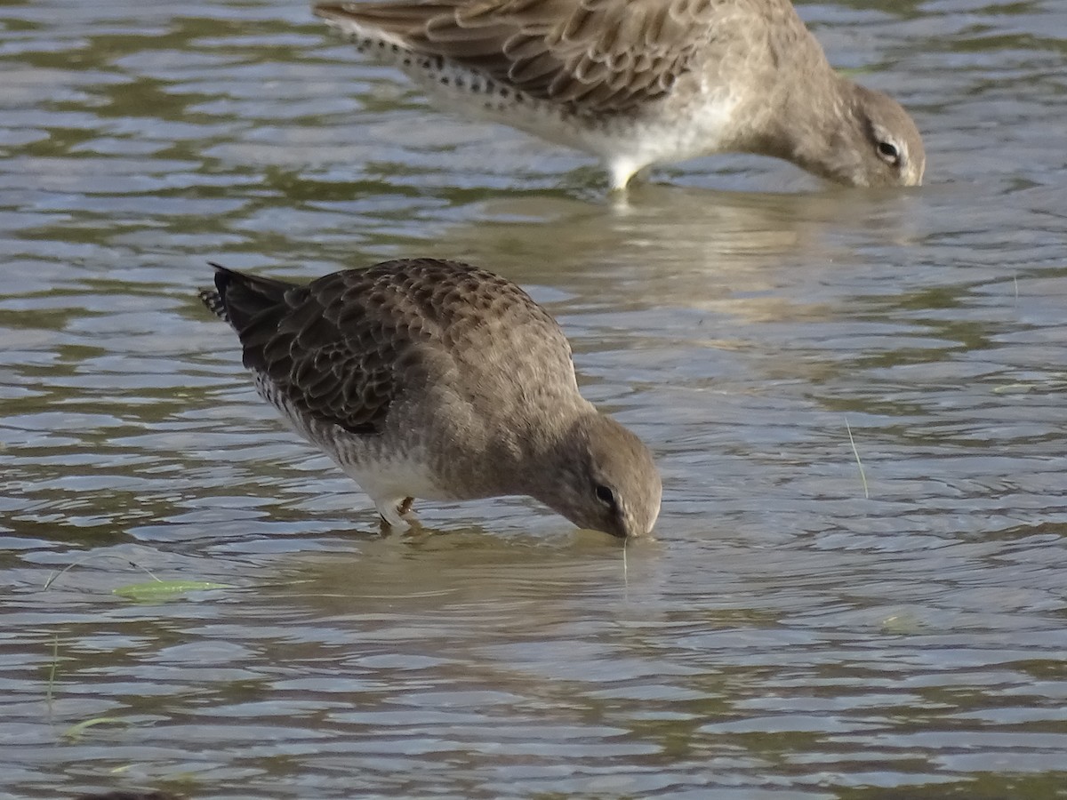 Long-billed Dowitcher - ML612153008