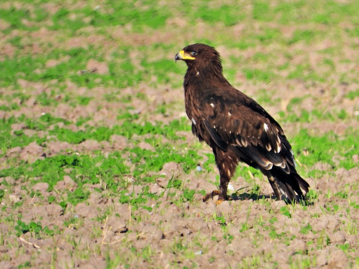 Greater Spotted Eagle - ML612153150