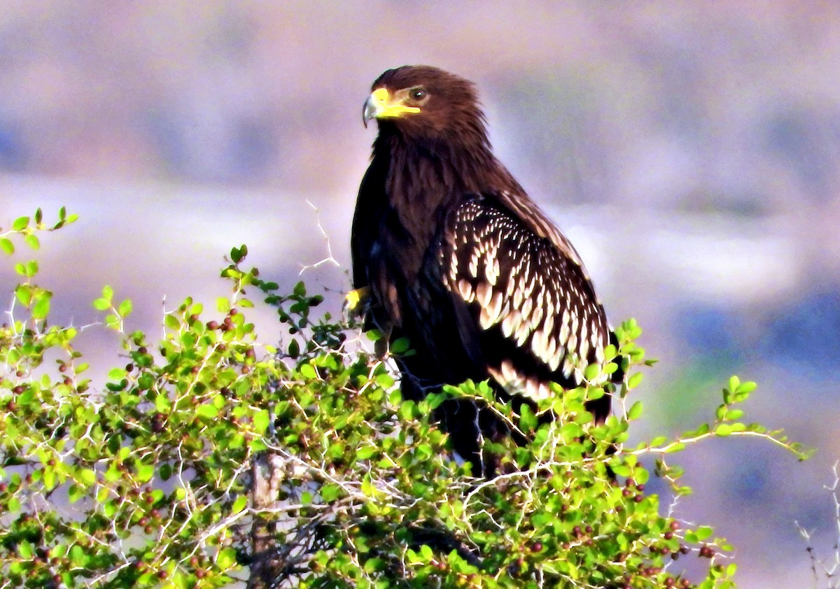 Greater Spotted Eagle - ML612153164