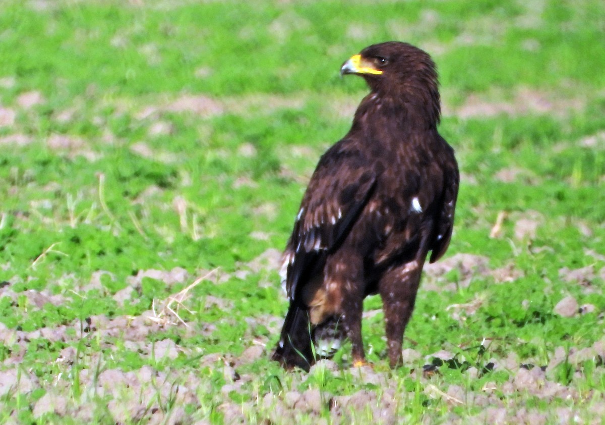 Greater Spotted Eagle - ML612153172