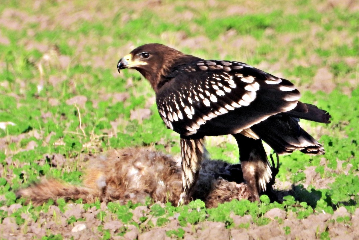 Greater Spotted Eagle - ML612153186