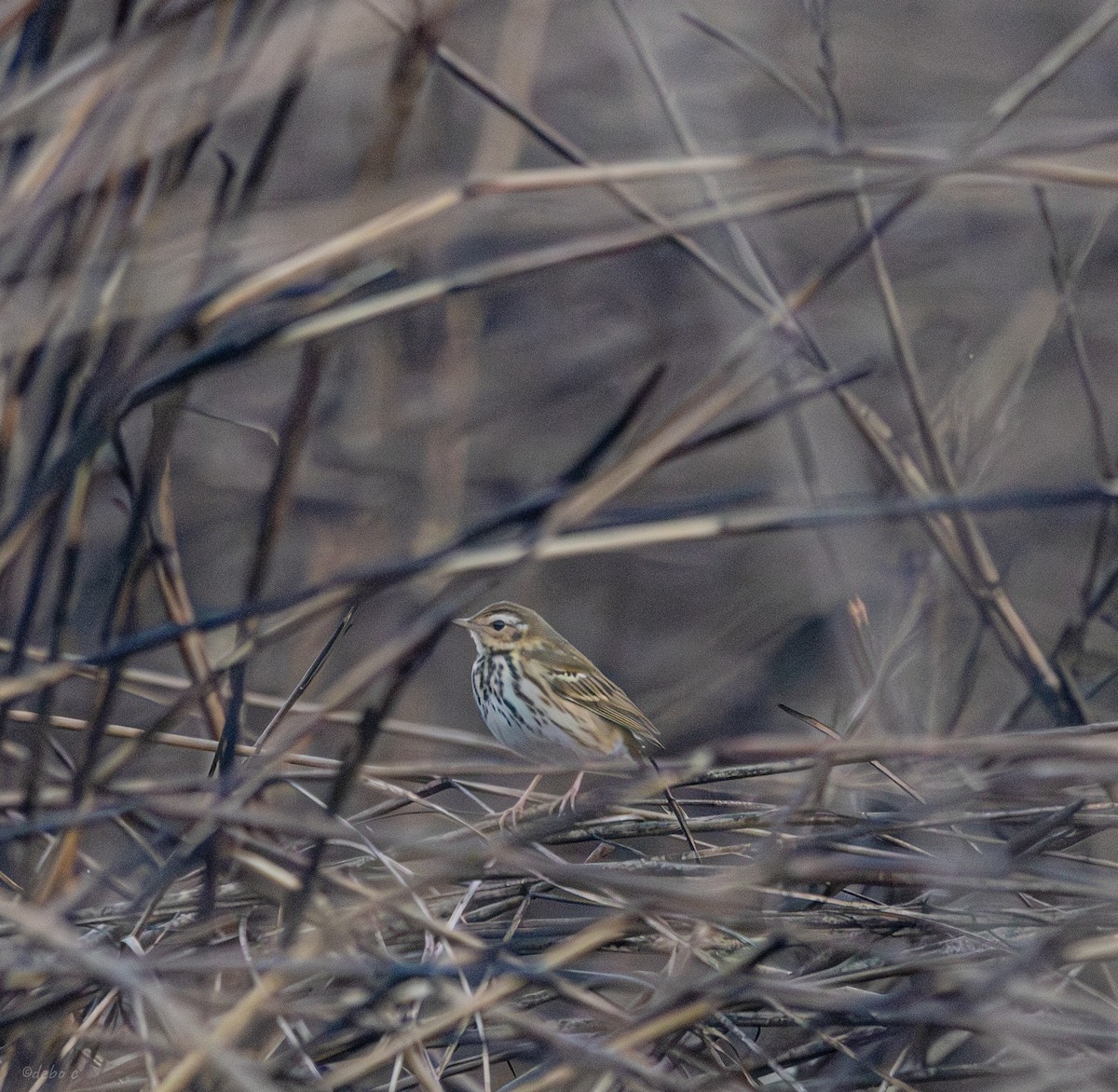 Olive-backed Pipit - ML612153210