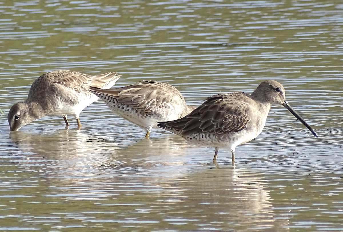 Long-billed Dowitcher - ML612153510