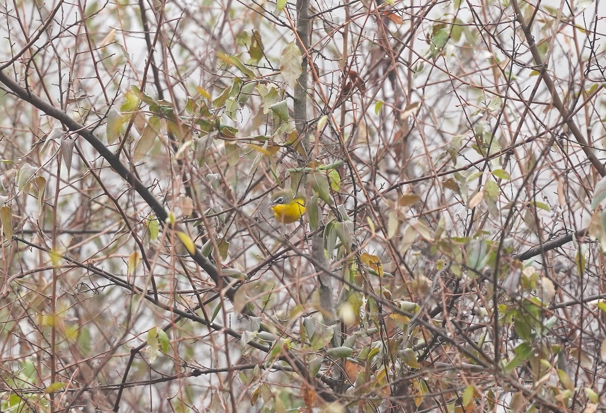Yellow-breasted Chat - ML612153550