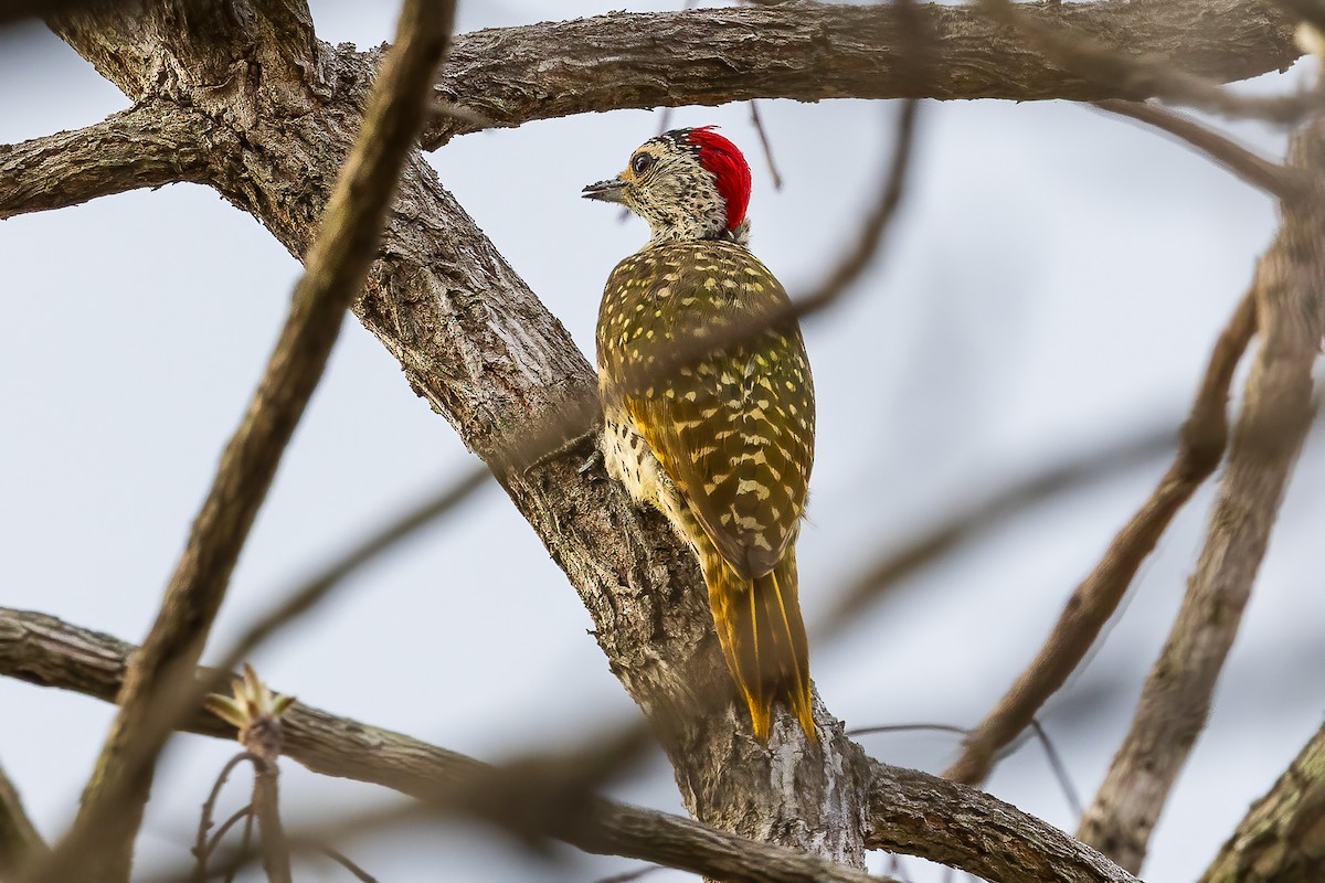 Green-backed Woodpecker (Spot-backed) - ML612153570