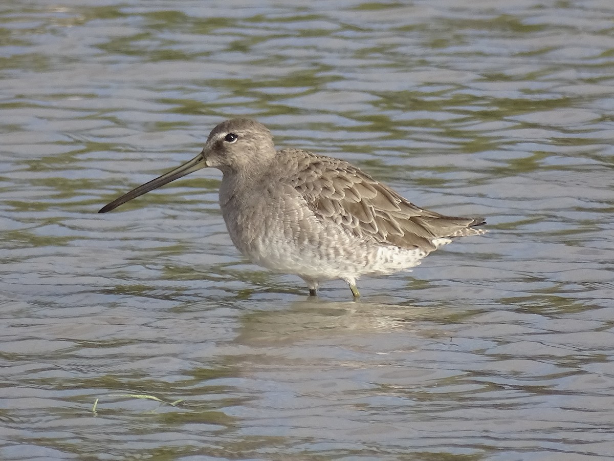 Long-billed Dowitcher - ML612153574