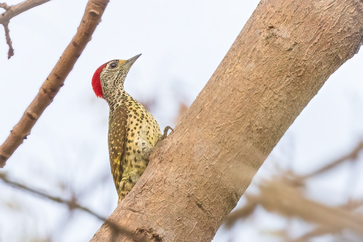 Green-backed Woodpecker (Spot-backed) - ML612153680