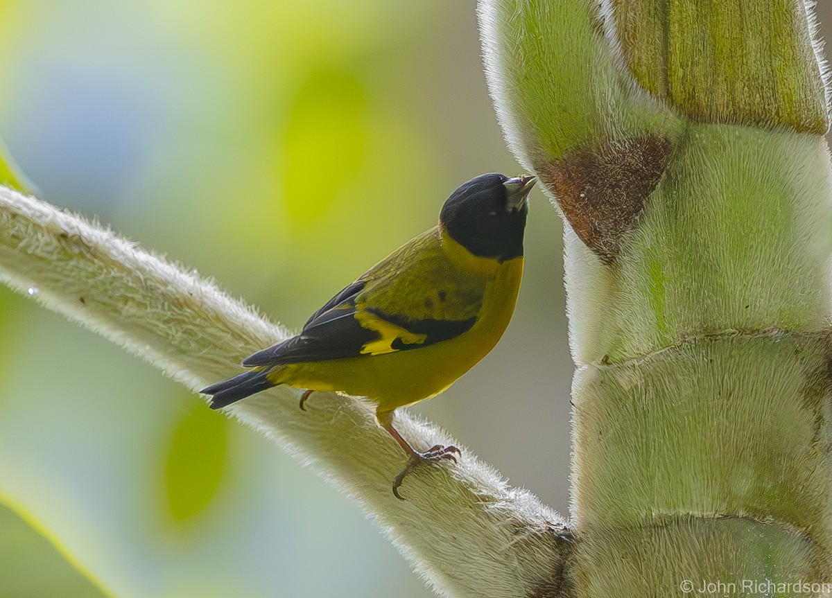 Olivaceous Siskin - ML612153800