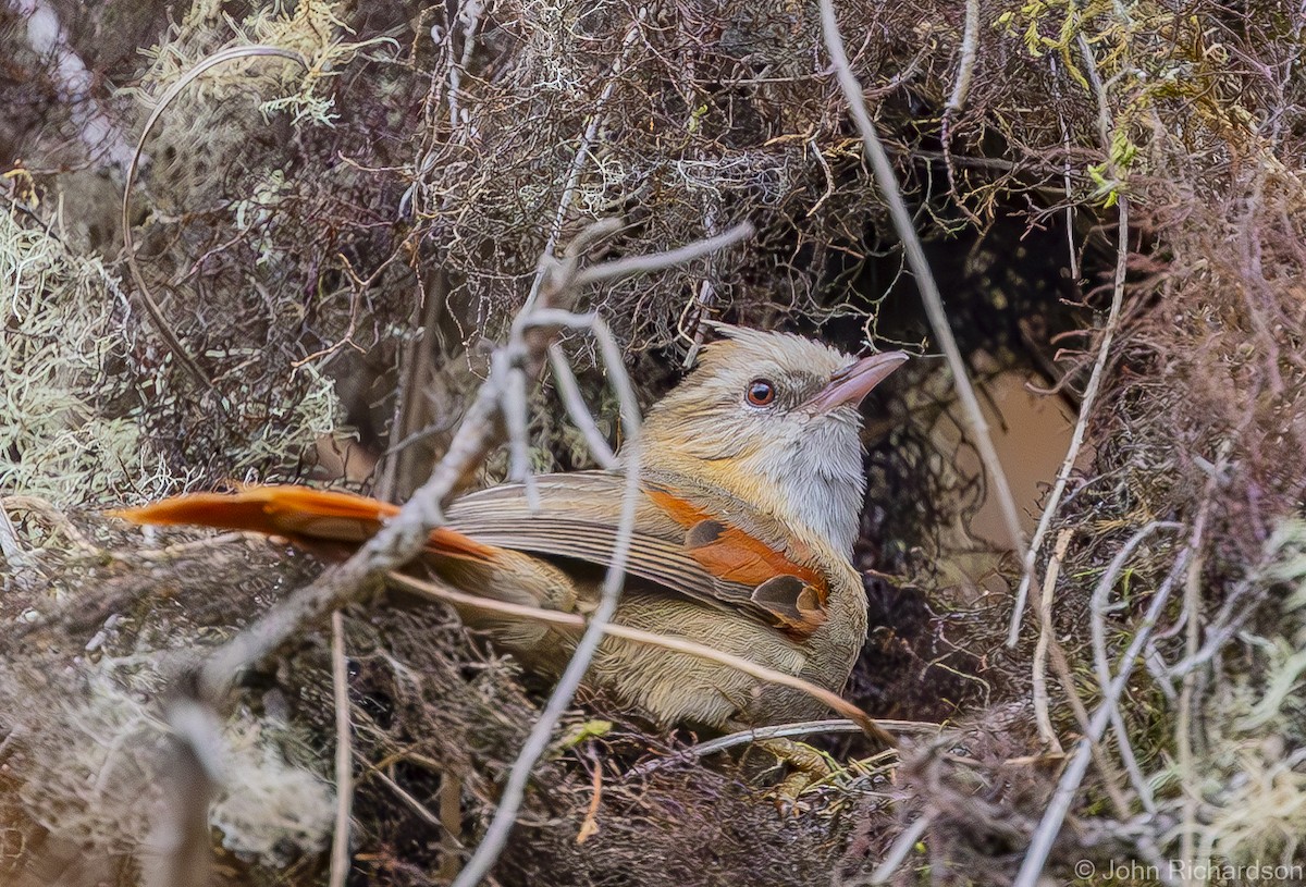 Creamy-crested Spinetail - ML612154242