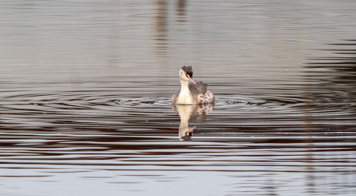 Great Crested Grebe - ML612154255