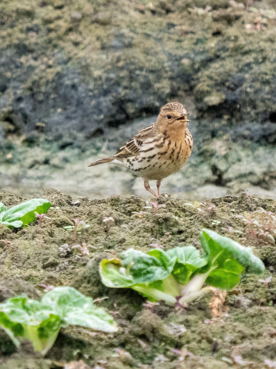 Red-throated Pipit - ML612154304