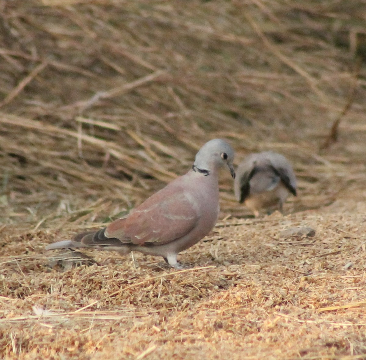 Red Collared-Dove - ML612154673