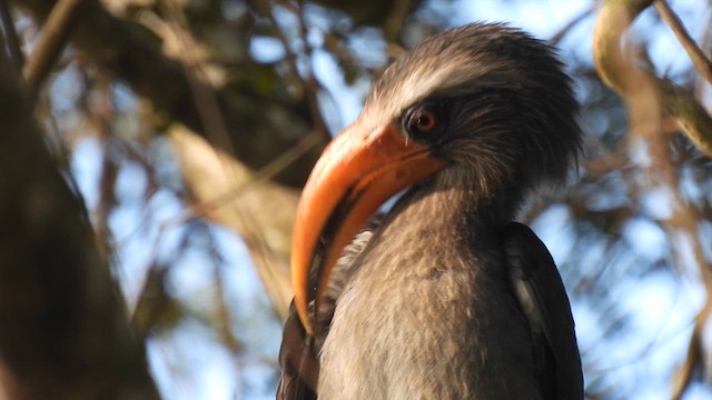 Malabar Gray Hornbill - ML612155163