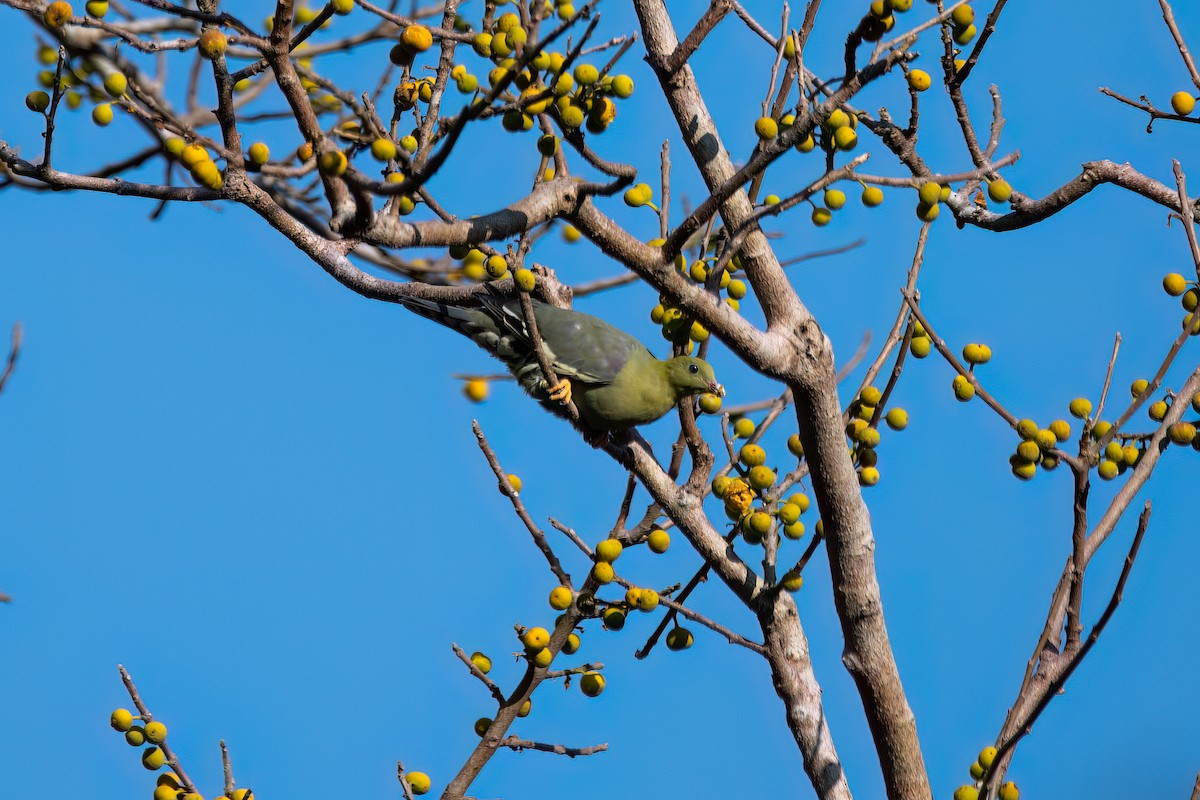 Мадагаскарский зелёный голубь - ML612155282