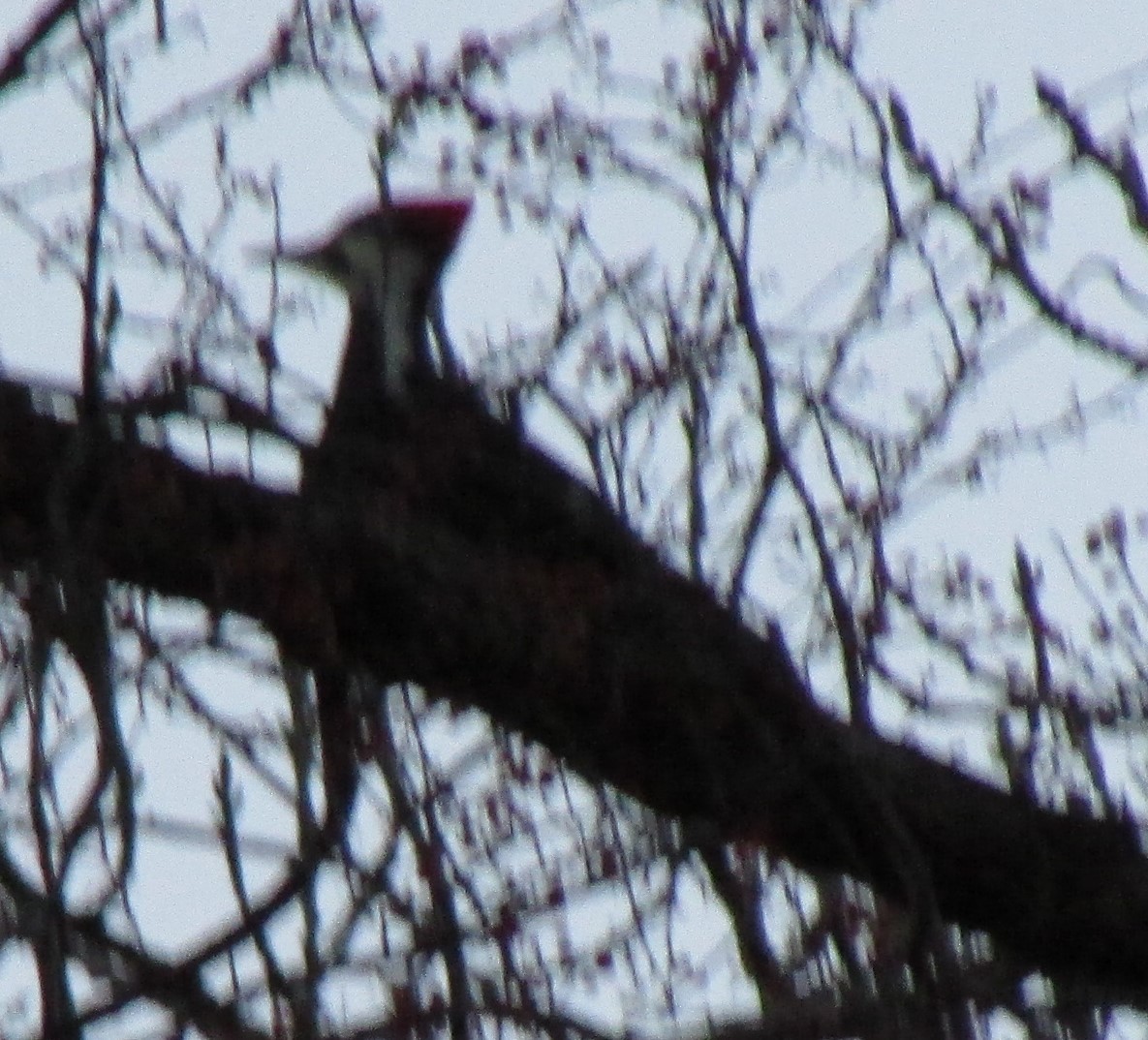 Pileated Woodpecker - ML612155576