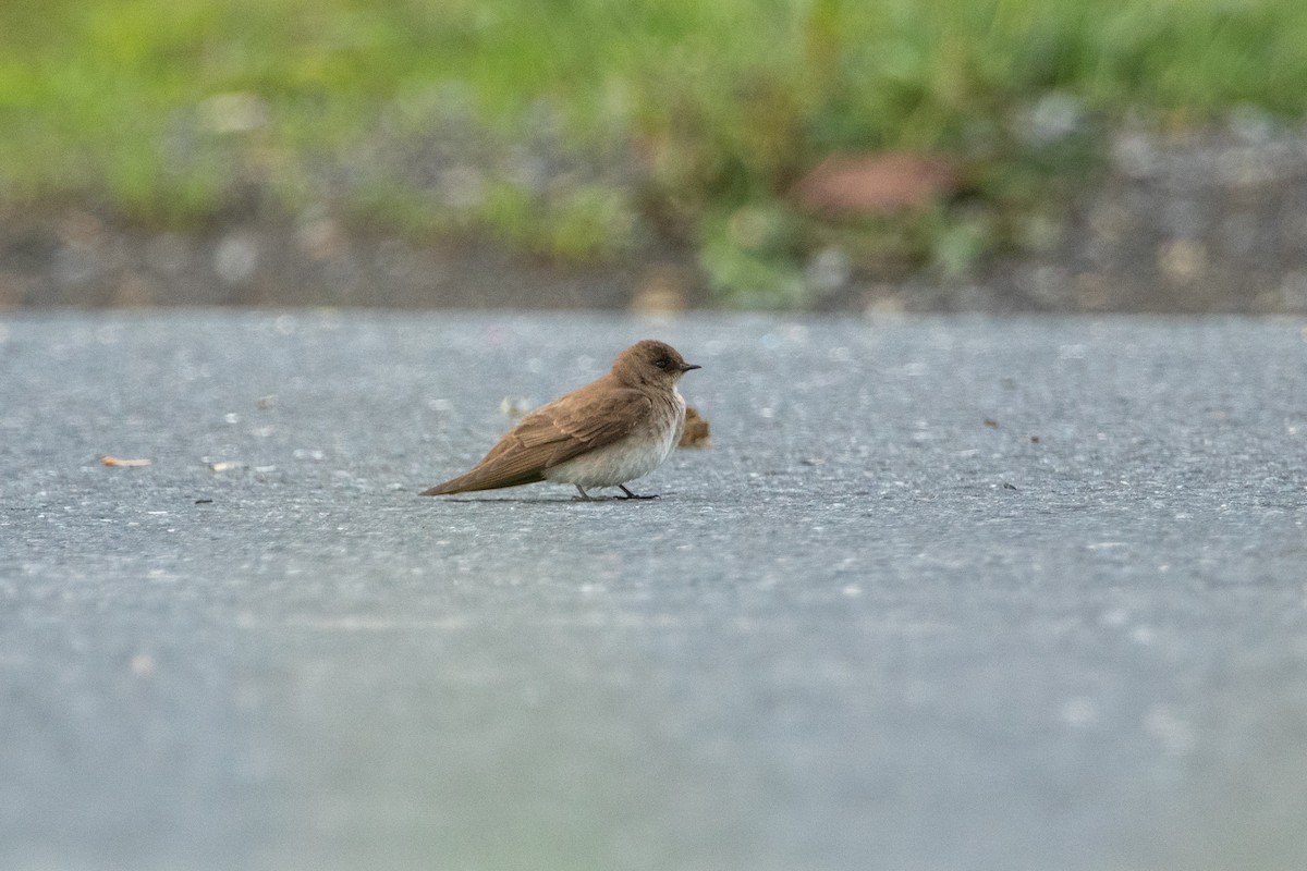 Northern Rough-winged Swallow - ML612155680