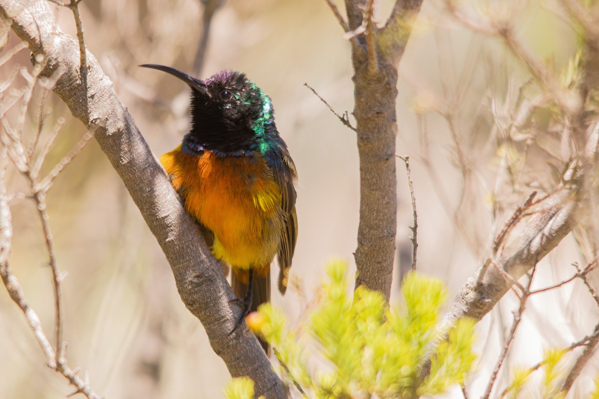 Orange-breasted Sunbird - Retief Williams