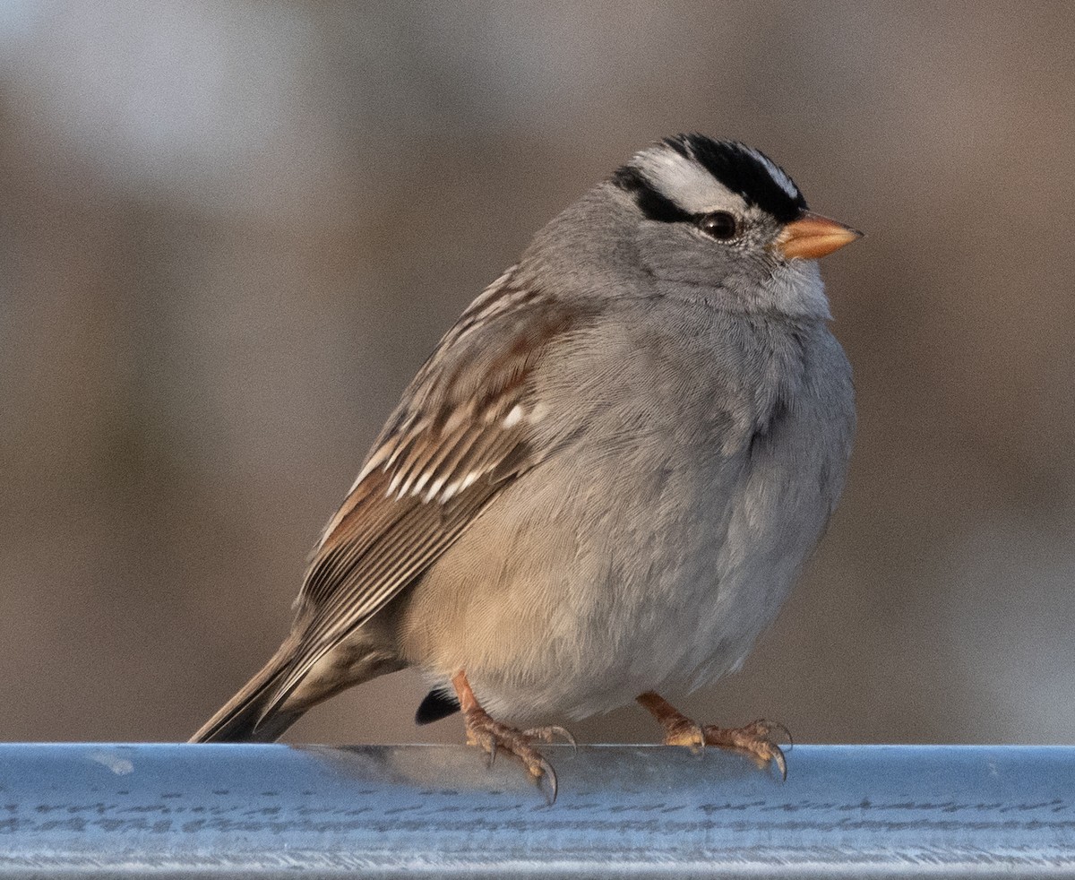 White-crowned Sparrow - ML612156039
