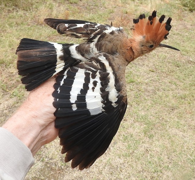 Eurasian Hoopoe (<em class="SciName notranslate">Upupa epops africana</em>): Female, Wings Spread. - Eurasian Hoopoe - 