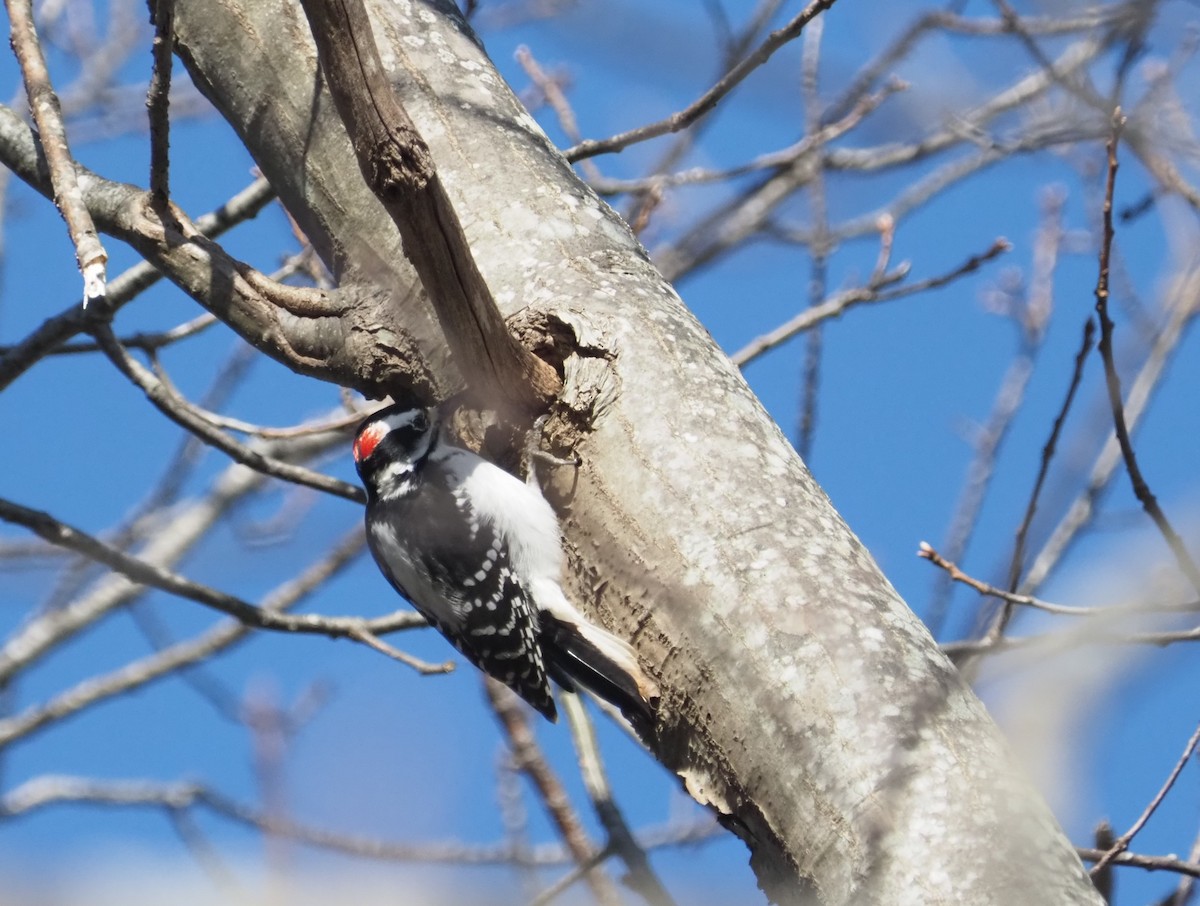 Hairy Woodpecker (Eastern) - Bill Bunn