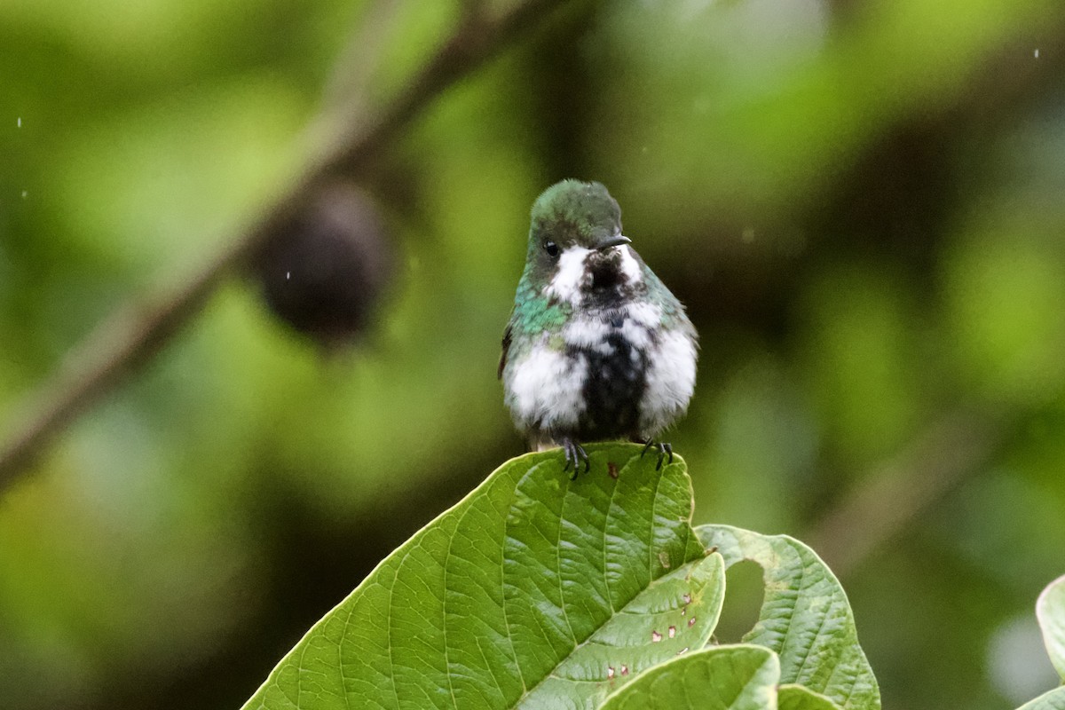 kolibřík trnoocasý - ML612156242