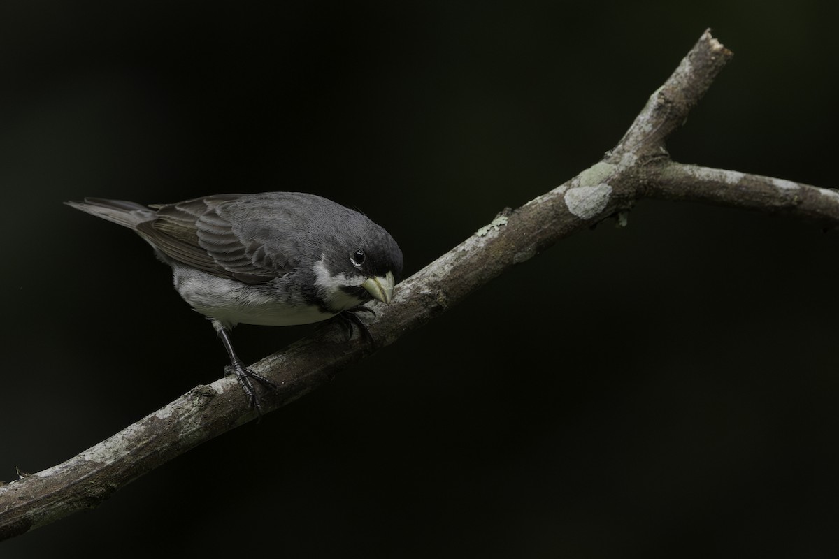 Double-collared Seedeater - Thelma Gátuzzô