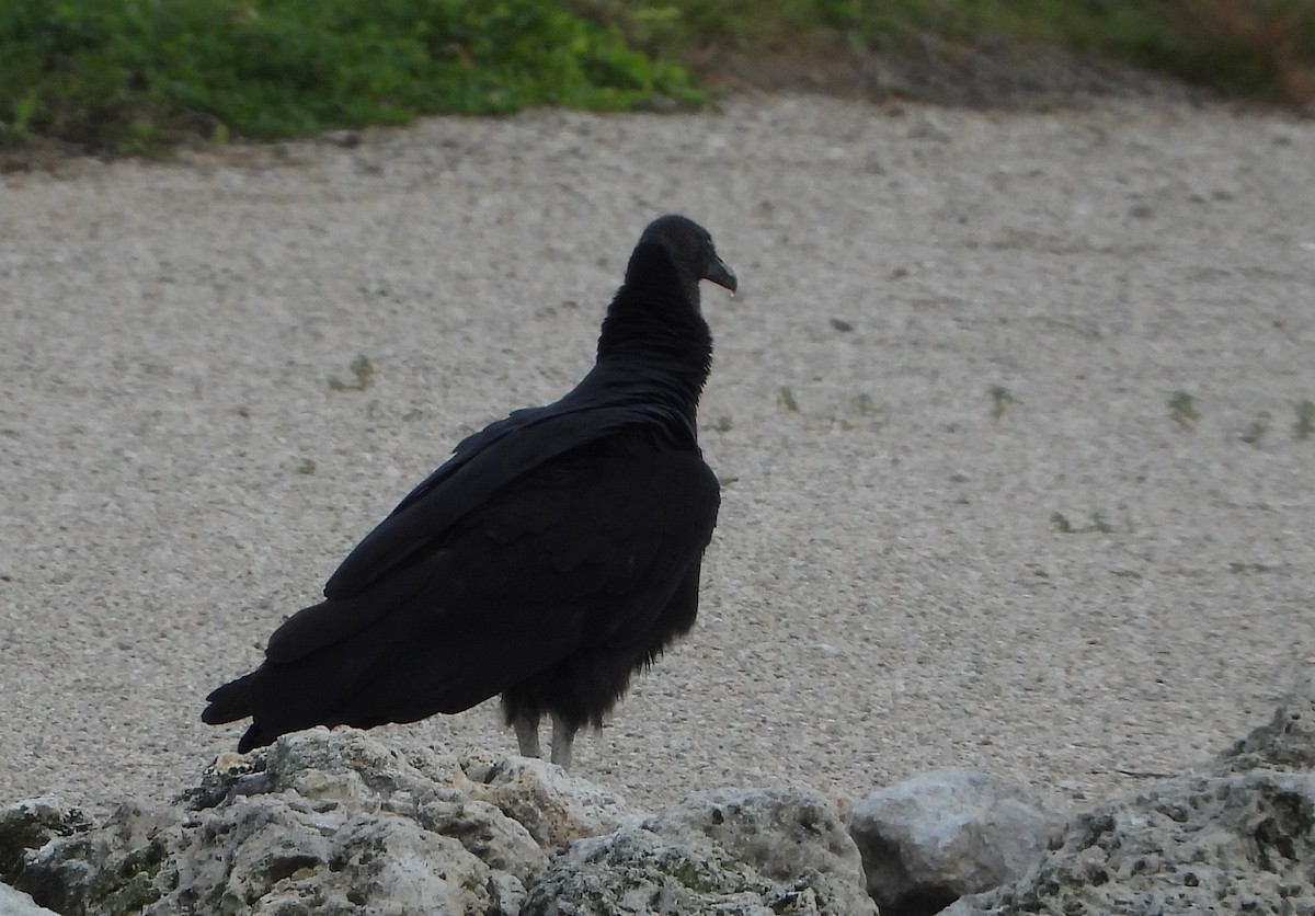 Black Vulture - ML612156317