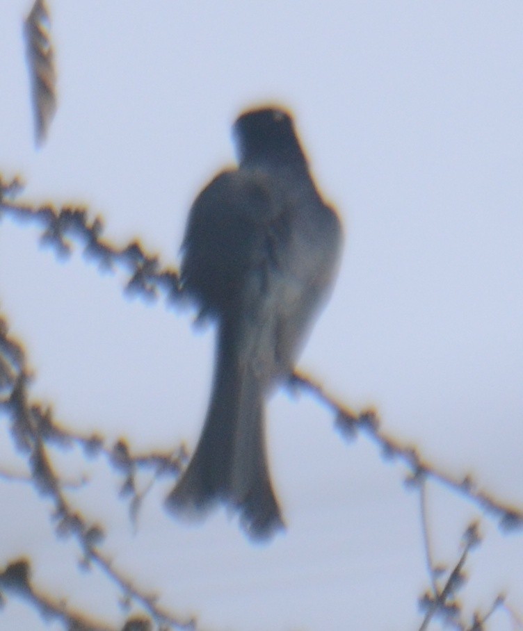Fork-tailed Drongo-Cuckoo - ML612156626