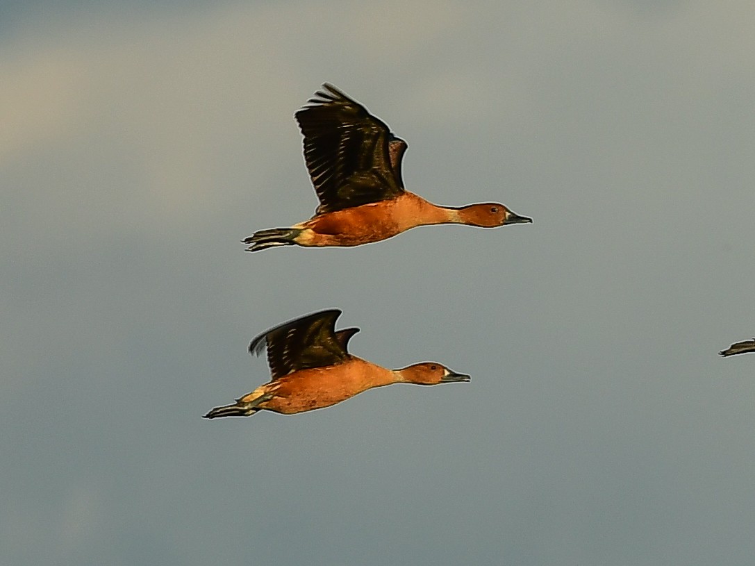 Fulvous Whistling-Duck - ML612156699
