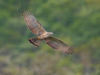  - Philippine Honey-buzzard