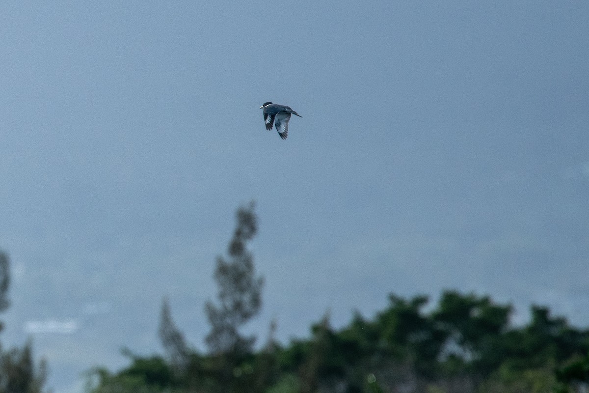 Belted Kingfisher - ML612157255