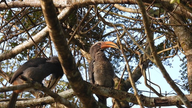Malabar Gray Hornbill - ML612157405