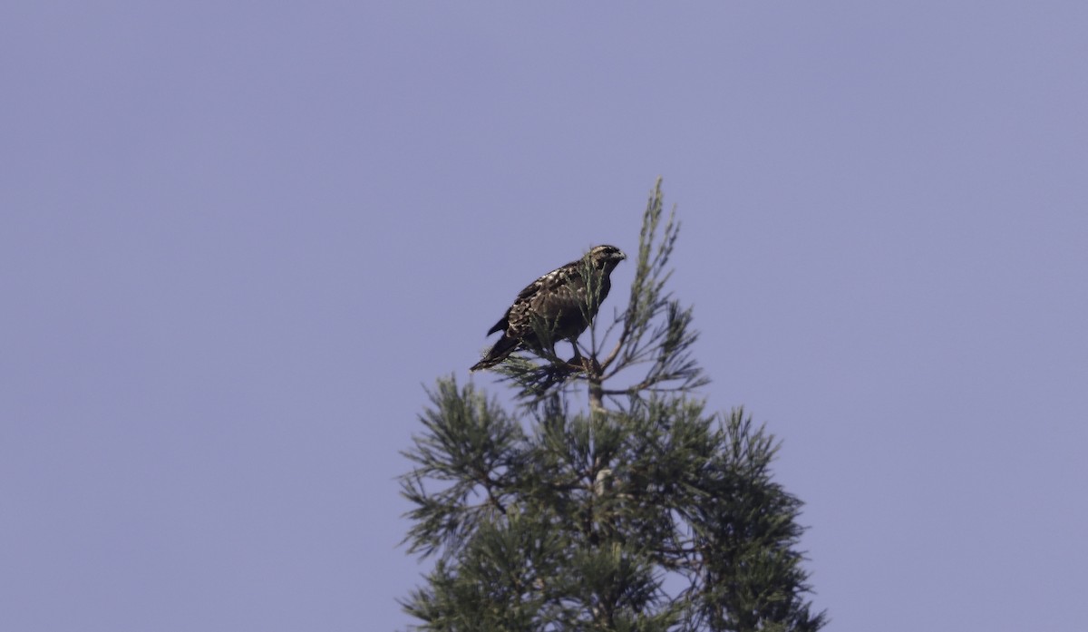 Red-tailed Hawk - ML612157512