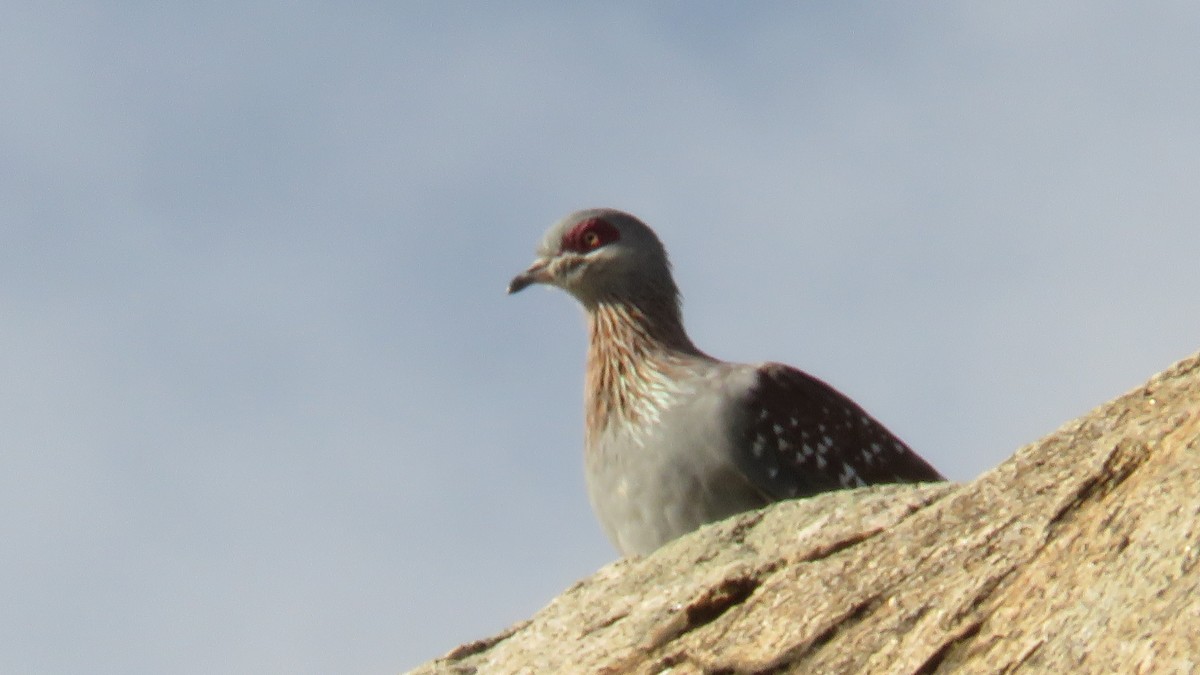 Speckled Pigeon - ML612157616
