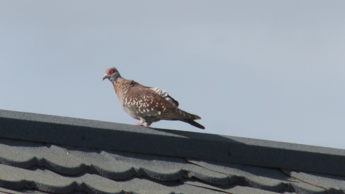 Speckled Pigeon - ML612157617