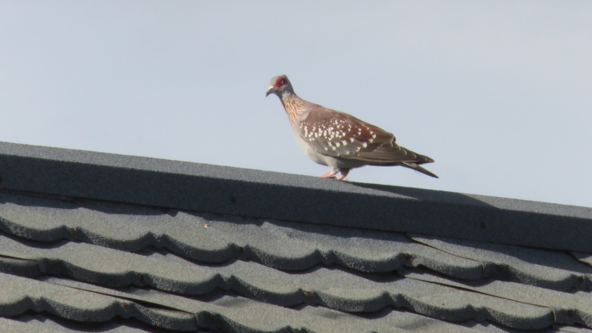 Speckled Pigeon - ML612157618