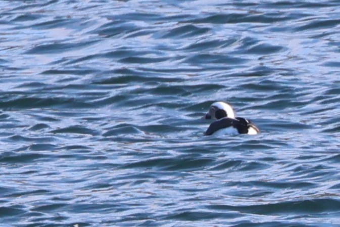 Long-tailed Duck - ML612157634
