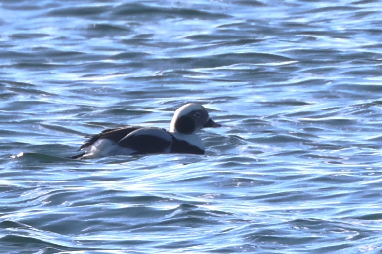 Long-tailed Duck - ML612157635