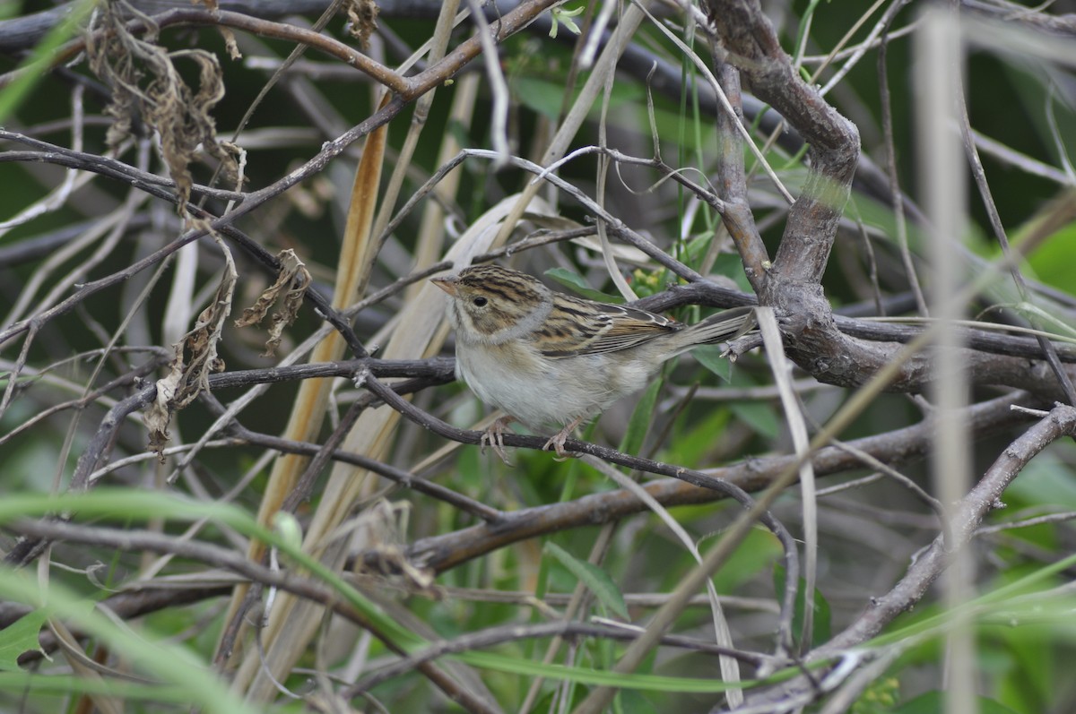 Clay-colored Sparrow - ML612158568