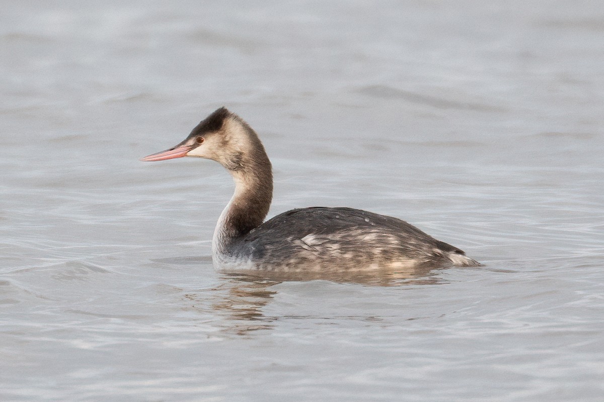 Great Crested Grebe - ML612158933