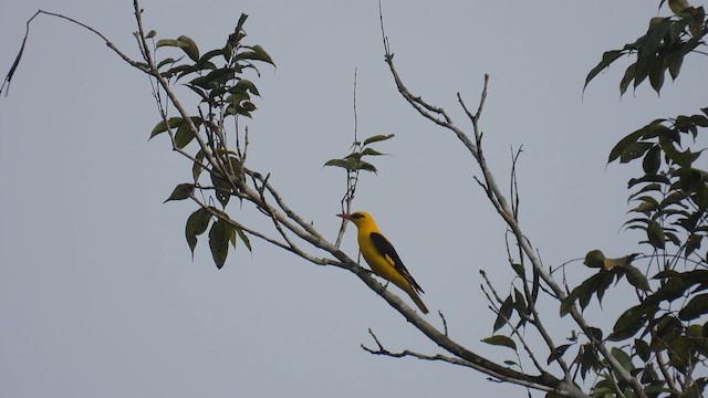 Indian Golden Oriole - ML612159082