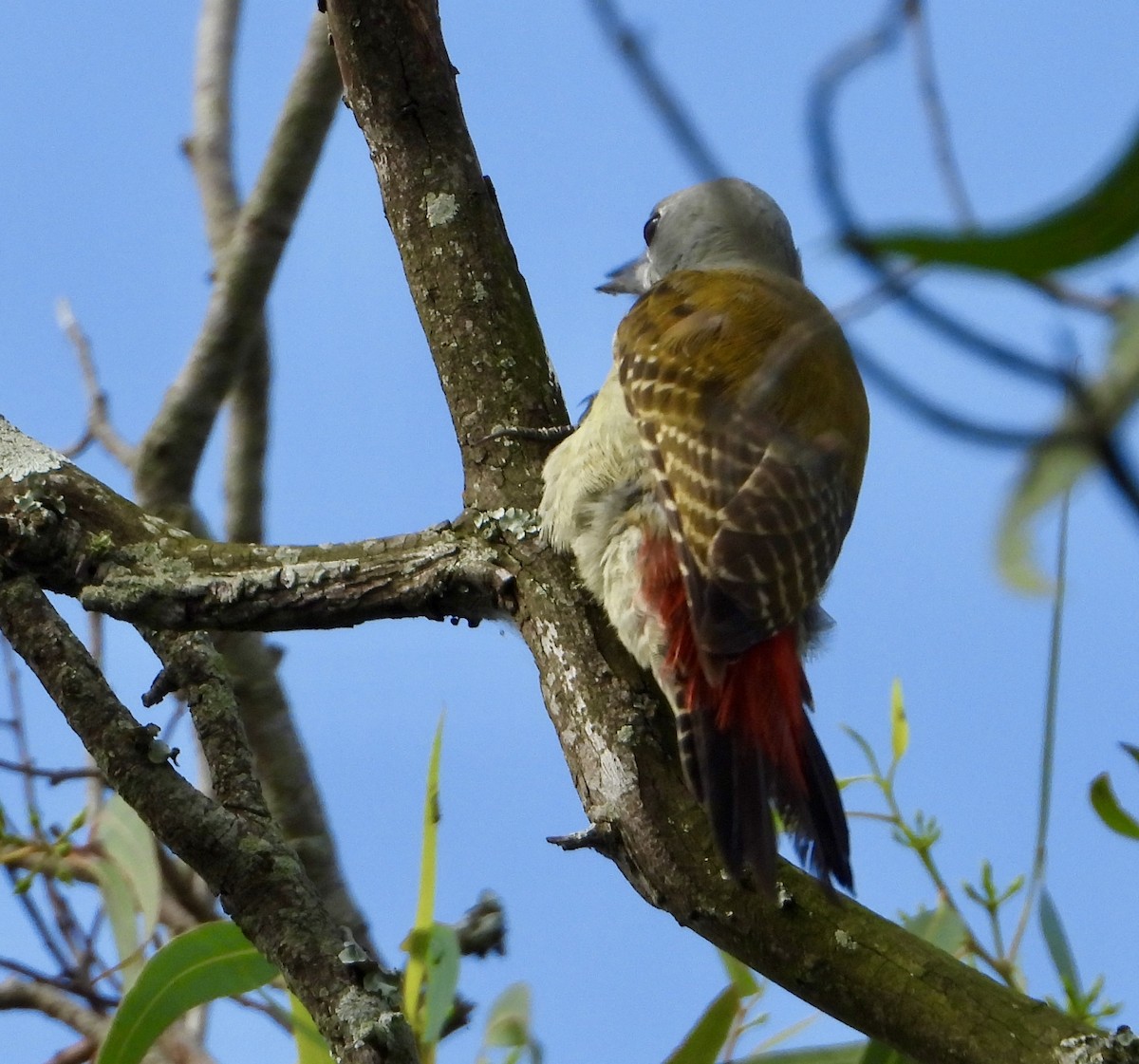 African Gray Woodpecker - ML612159660