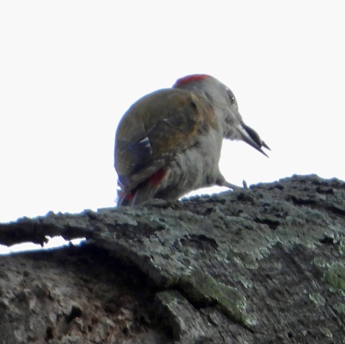 African Gray Woodpecker - ML612159661
