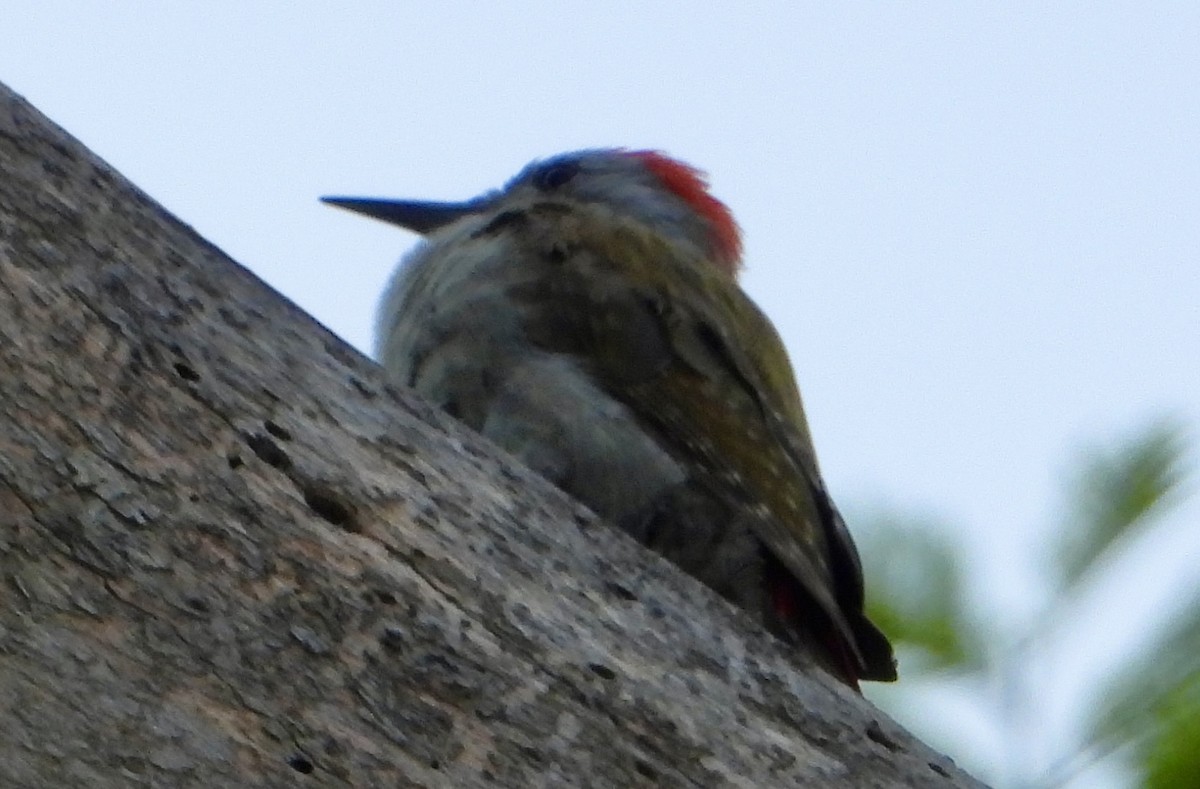 African Gray Woodpecker - ML612159662