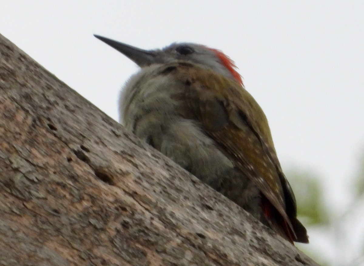 African Gray Woodpecker - ML612159665