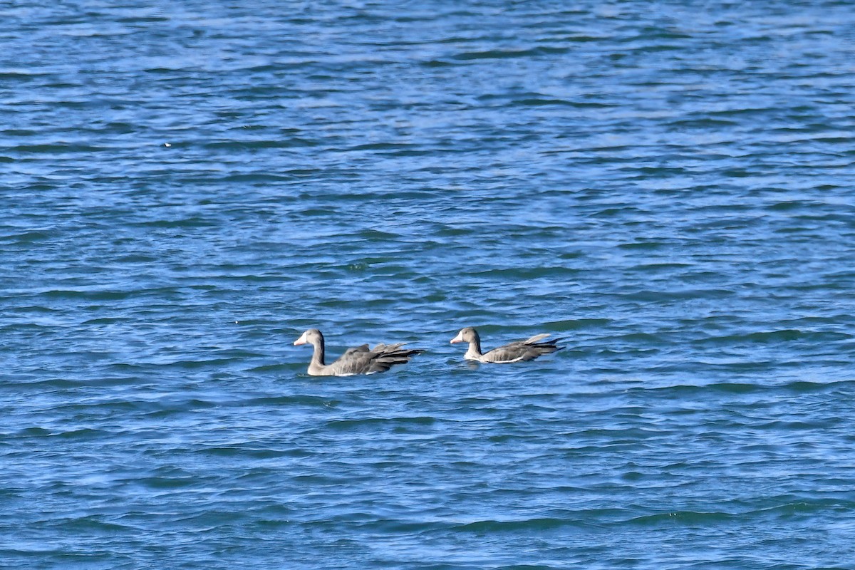 Greater White-fronted Goose - ML612159786